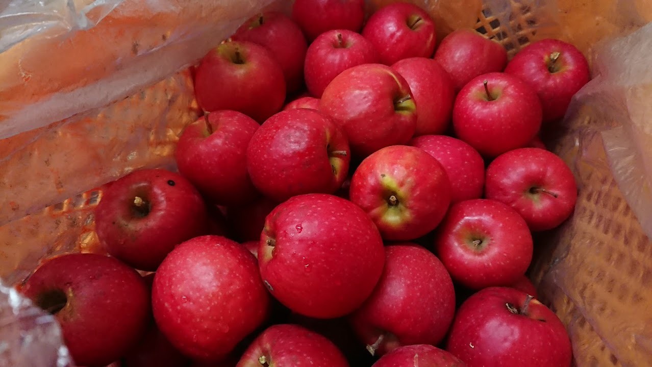 りんご さんさんファームの果樹園日記