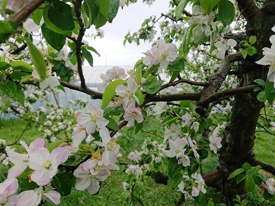 りんごの花シナノレッド2022.JPG